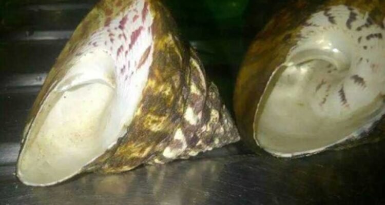 Kepala Resor KSDA Wilayah XIX Belitung