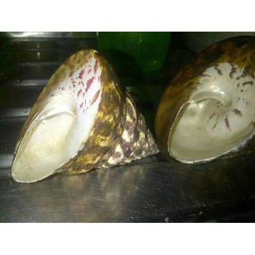 Kepala Resor KSDA Wilayah XIX Belitung